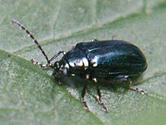 Flea Beetle
